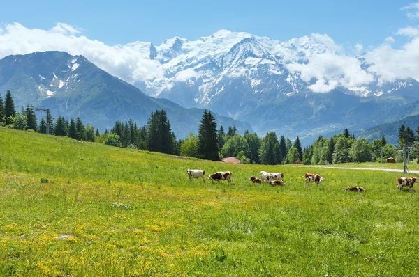 Vacas de rebanho em clareira e Mont Blanc maciço de montanha (vista de Pla — Fotografia de Stock