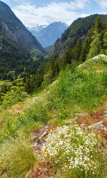 Sommaren bergslandskap (Alperna, Schweiz) — Stockfoto