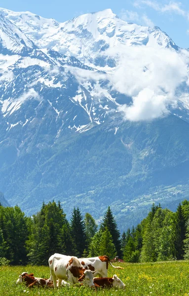 Csorda tehén-tisztás és a mont blanc hegyre Massif (kilátás a pla — Stock Fotó