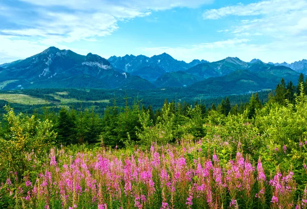 Letní ráno horská krajina s růžovými květy (Polsko) — Stock fotografie