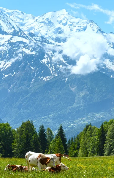 Stádo krav na mýtině a mont blanc horský masiv (pohled z pla — Stock fotografie