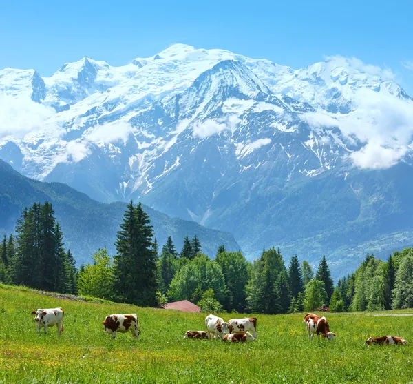 Vacas de rebaño en glade y Mont Blanc vista macizo de montaña — Foto de Stock