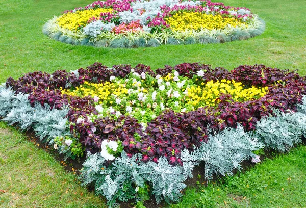 Höstens blomsterrabatt sammansättning — Stockfoto