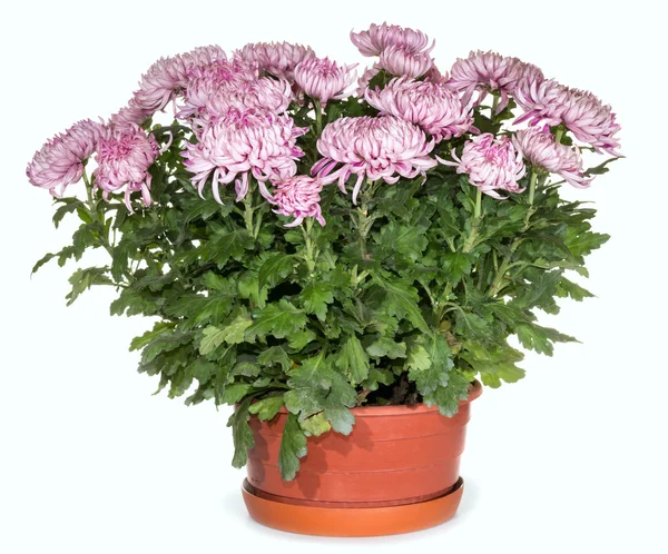 Chrysanthemums in flowerpot — Stock Photo, Image