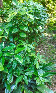 subtropikal bitki yaz şehir park Grove