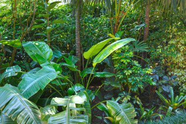 subtropikal bitki yaz şehir park Grove