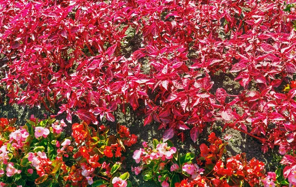 Flower landscaping — Stock Photo, Image