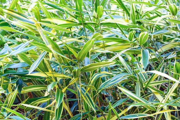 Zielone tło roślinne (trzcina canarygrass) — Zdjęcie stockowe