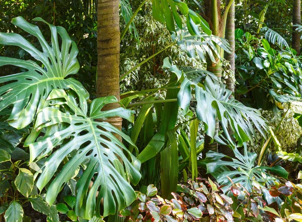 Subtropical plants in summer city park grove — Stock Photo, Image