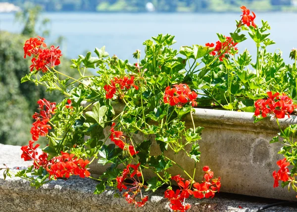 Červeně kvetoucí květinové rostlin — Stock fotografie