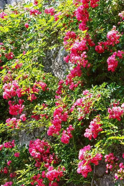 赤花植物 — ストック写真
