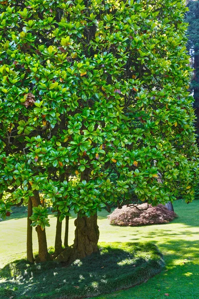 Mooie zomerse park. — Stockfoto