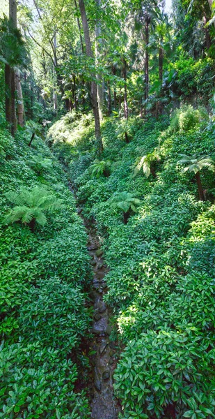 Percorso attraverso il parco urbano subtropicale estivo — Foto Stock