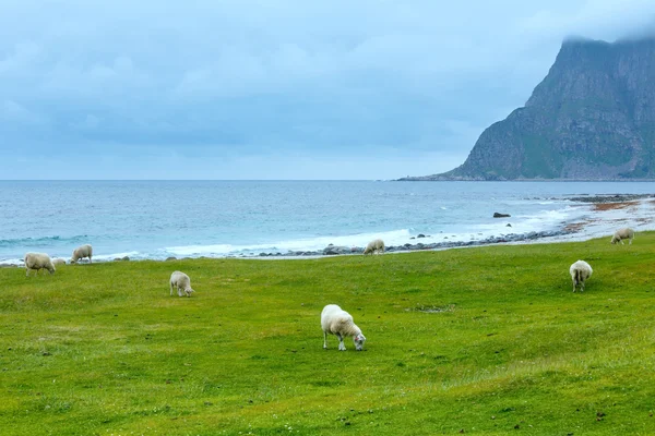 Haukland beach summer view (Norway, Lofoten). — Stock Photo, Image