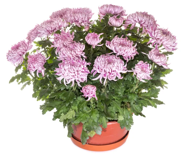 Chrysanthemums in flowerpot — Stock Photo, Image