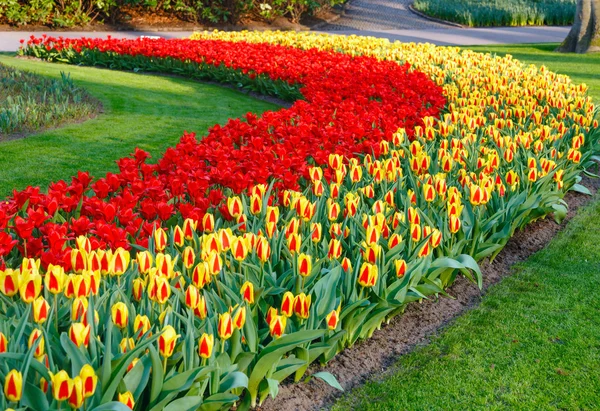Belles tulipes rouges et jaunes . — Photo