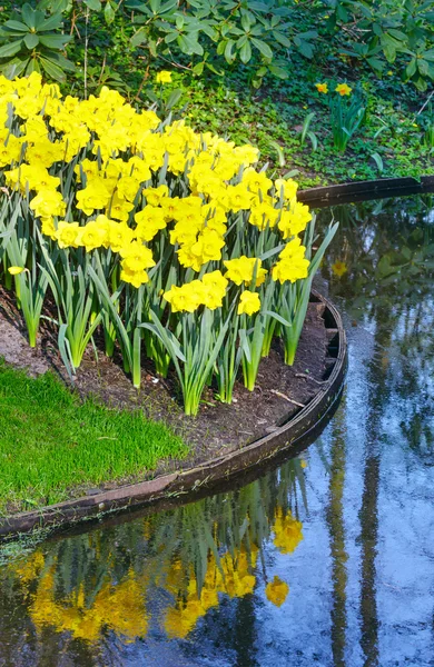 Jonquilles jaunes — Photo