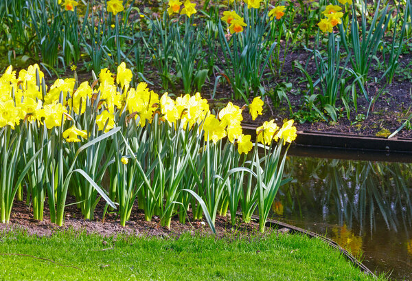 Yellow daffodils