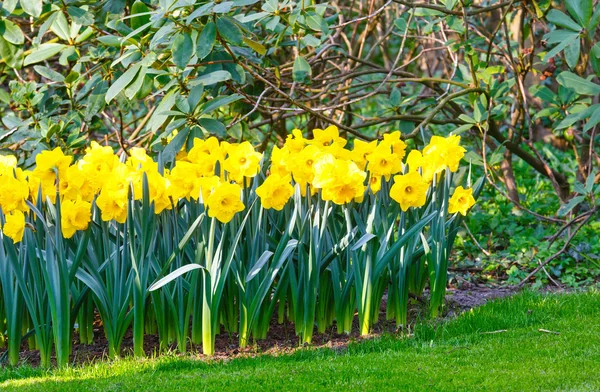 Narcisos amarillos — Foto de Stock