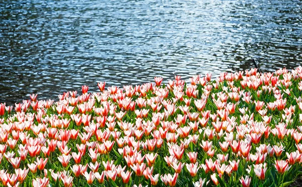 Tulipes rouge-blanc près de l'étang — Photo