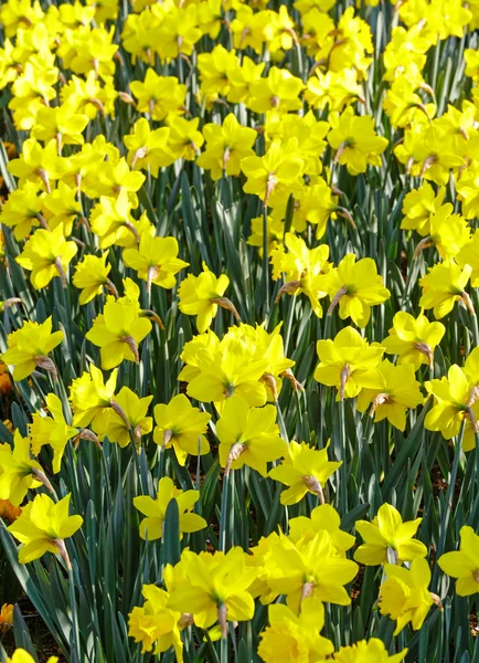 Gula narcisser (närbild) — Stockfoto