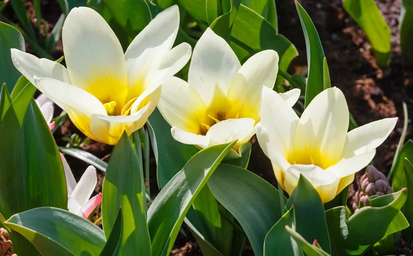 Belles trois tulipes blanc-jaune gros plan — Photo