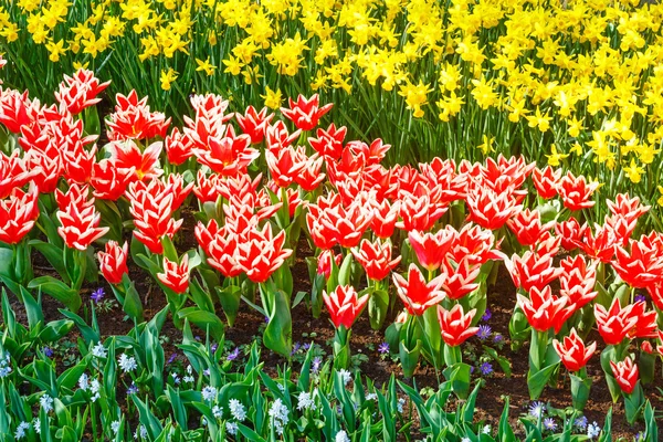 Belles tulipes rouge-blanc et narcisse jaune — Photo