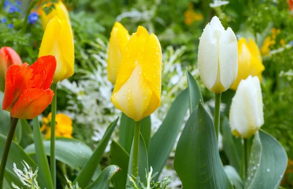 Bellissimi tulipani varicolori. Sfondo della natura . — Foto Stock