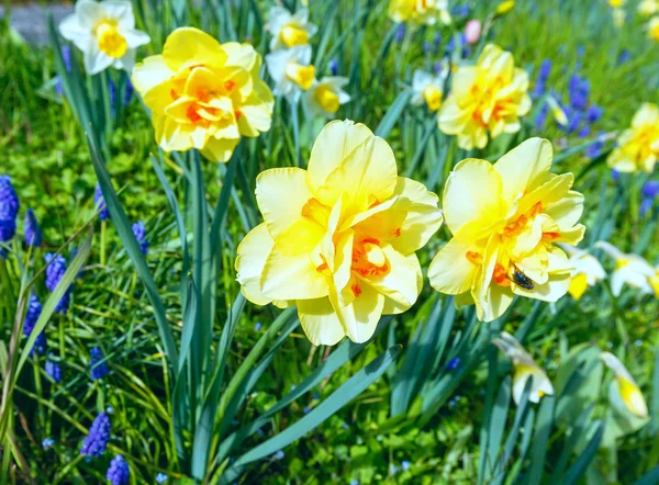 Narciso amarillo (primer plano) ) — Foto de Stock