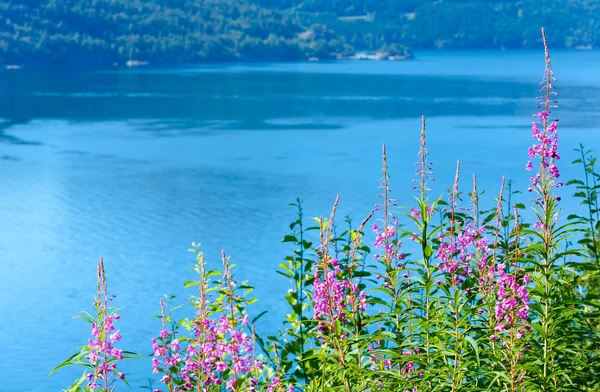 Fjord vue dégagée d'été (Norvège ) — Photo