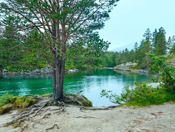 Nyáron hegyi folyó (norge) — Stock Fotó