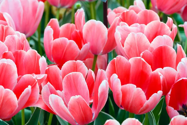 Beautiful pink tulips closeup. — Stock Photo, Image