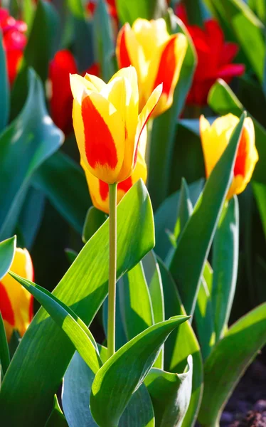 Spring yellow-red tulips close-up. — Stock Photo, Image