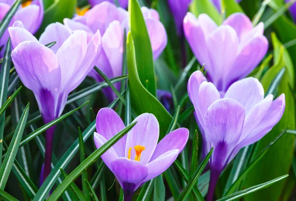 Spring purple crocuses (macro) — Stock Photo, Image