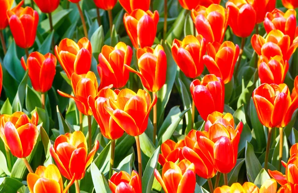 Tulipes rouges-jaunes printanières (gros plan) ) — Photo