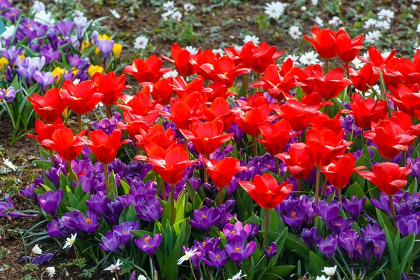 Spring red tulips and purple crocuses (closeup) — Stock Photo, Image