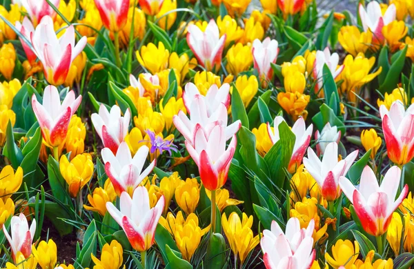 Cruces amarillos de primavera y tulipanes blanco-rojos (macro ) — Foto de Stock