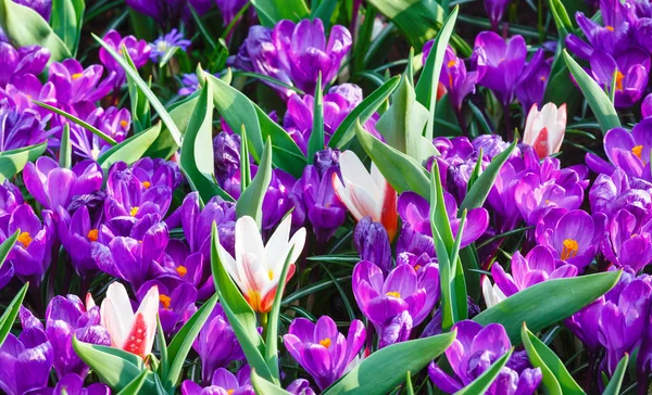 Crochi viola primaverili e tulipani bianchi (macro ) — Foto Stock