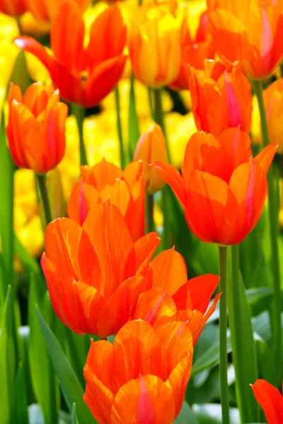 Tulipani multicolori nel parco primaverile . — Foto Stock