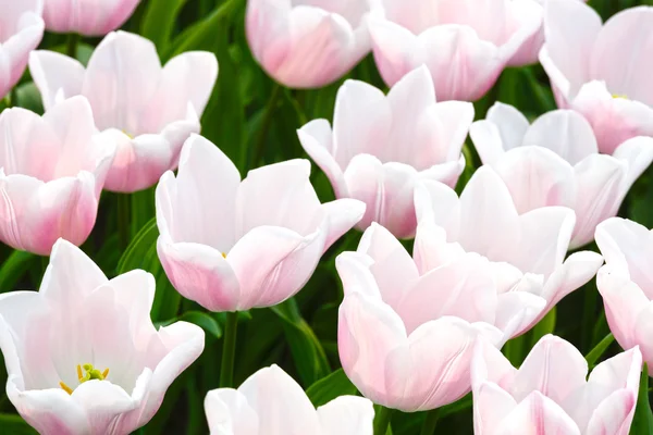 Hermosos tulipanes blancos primer plano . — Foto de Stock