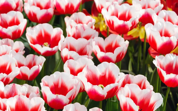 Spring red-white tulips close-up. — Stock Photo, Image