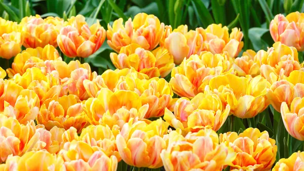 Spring yellow-red tulips close-up. — Stock Photo, Image