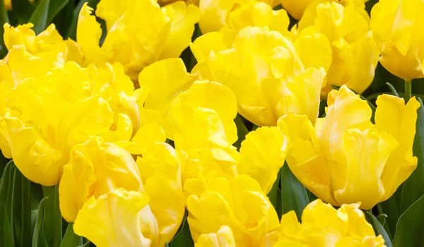 Hermosos tulipanes amarillos de cerca . — Foto de Stock