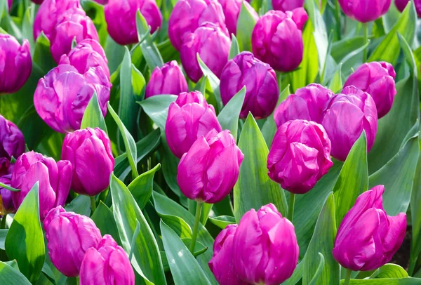 Beautiful purple tulips closeup. — Stock Photo, Image