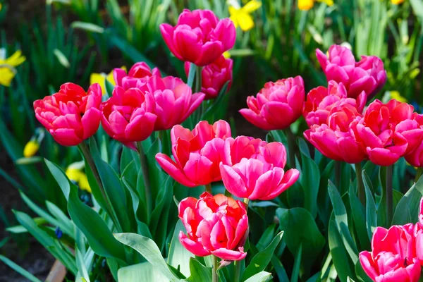 Bellissimi tulipani rossi e narcisi gialli — Foto Stock