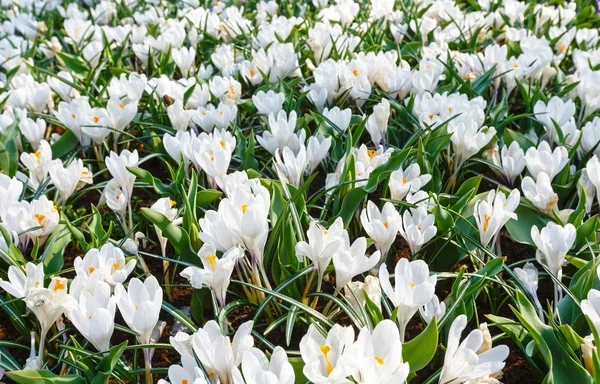 Wiosna białe krokusy (makro) — Zdjęcie stockowe