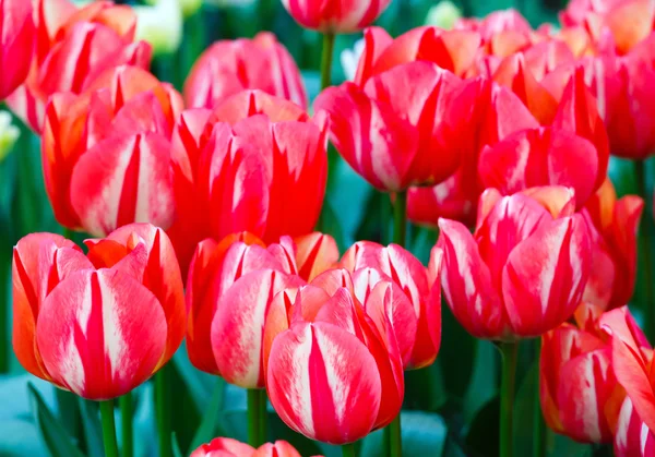 Beautiful red tulips (closeup) — Stock Photo, Image