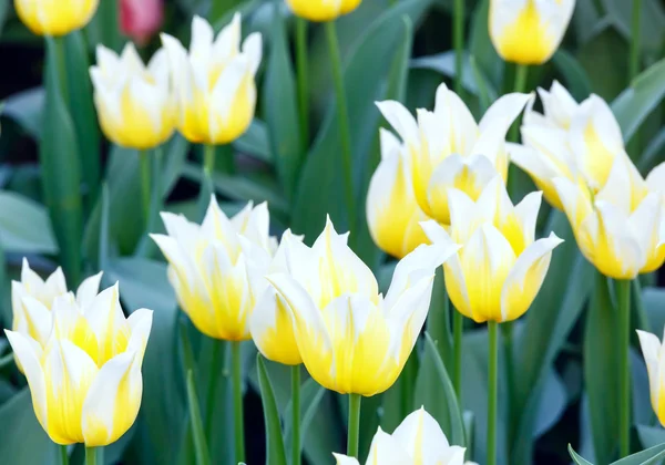 Vértes fehér tulipánok. — Stock Fotó