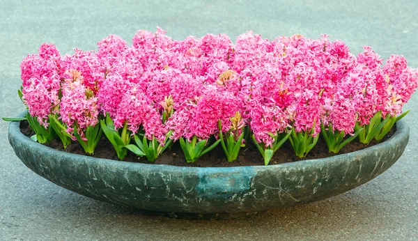 Flowerbed with pink hyacinths — Stock Photo, Image