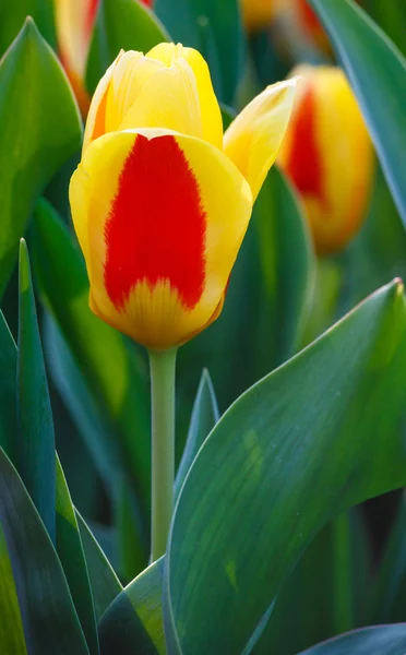 Spring yellow-red tulips close-up. — Stock Photo, Image